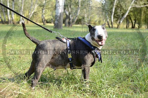 Bull Terrier Harness UK