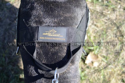 English Bull Terrier Harness