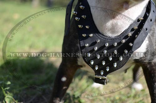 Bull Terrier Harness UK