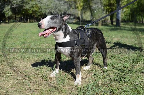 English Bull Terrier Harness