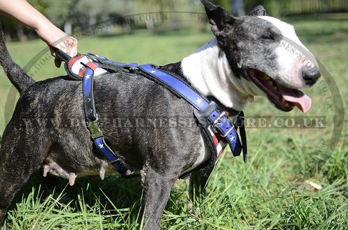 Harness for Bull Terrier