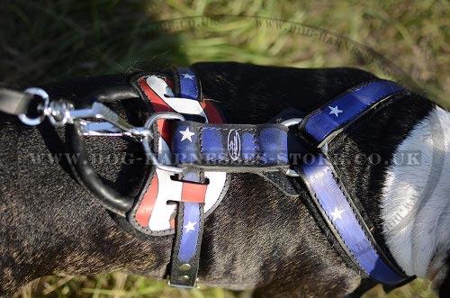 Bull Terrier Harnesses UK