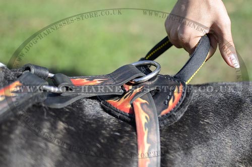 Harness for Bull Terrier