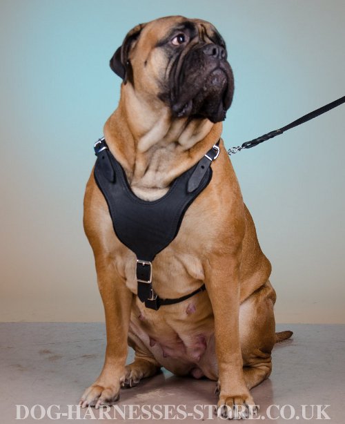 Bullmastiff Harness UK