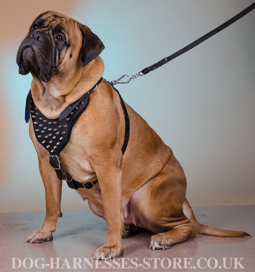 Bullmastiff Harness UK