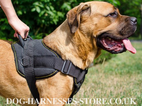 Cane Corso Chest Harness UK