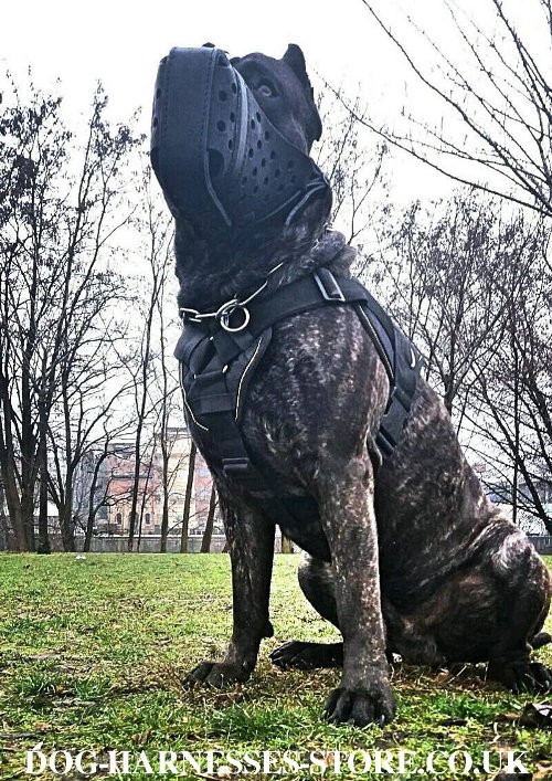 Cane Corso Dog Harness