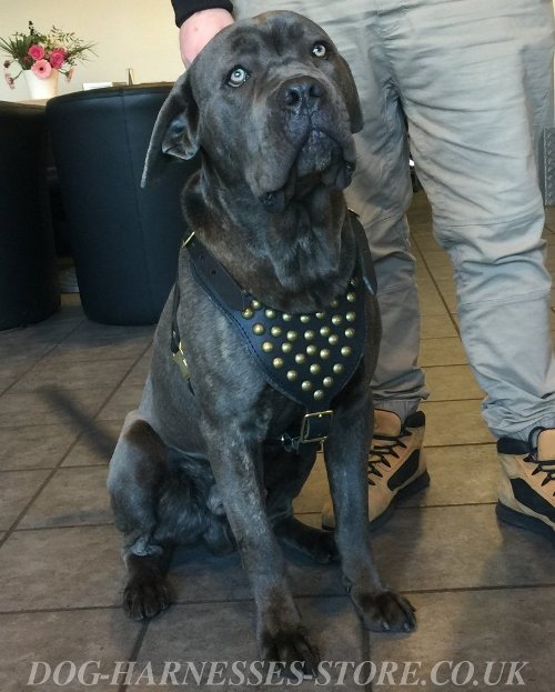 Cane Corso Dog Harness