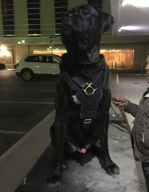 Cane Corso Dog Harness