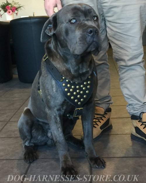 Cane Corso Harness UK