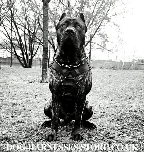 Cane Corso Harness UK