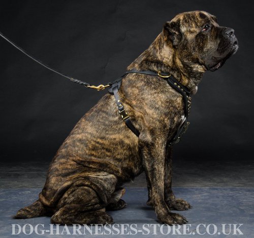 Cane Corso Harness UK