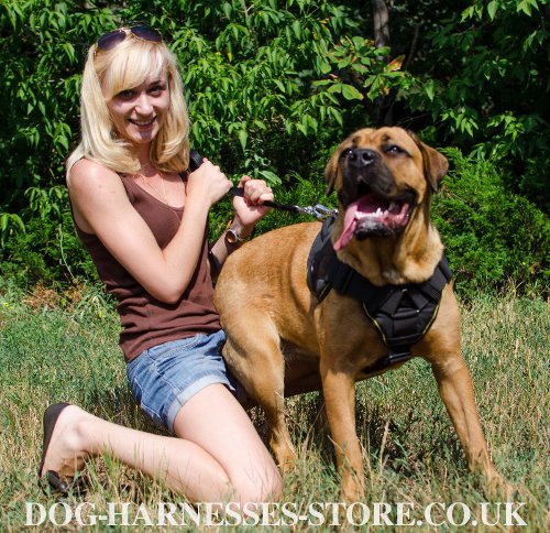 Cane Corso Training Harness UK