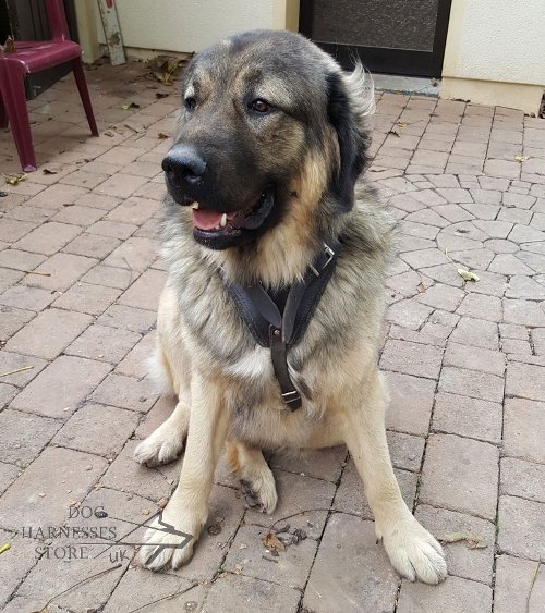 Caucasian Shepherd Harness