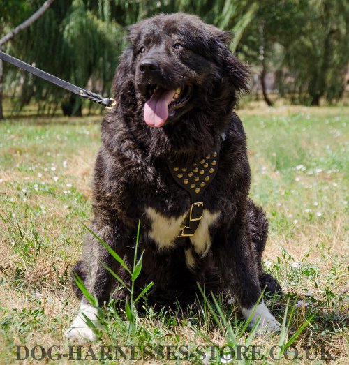 Caucasian Shepherd Harness UK