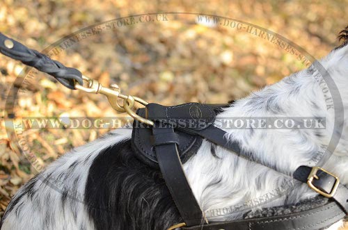 Cocker Spaniel Dog Harness