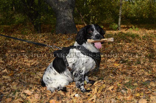 Cocker Spaniel Harness