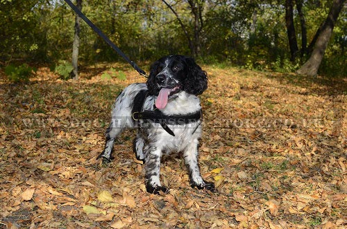 Spaniel Harness