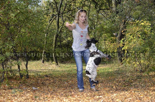 Cocker Spaniel Harness for Walking