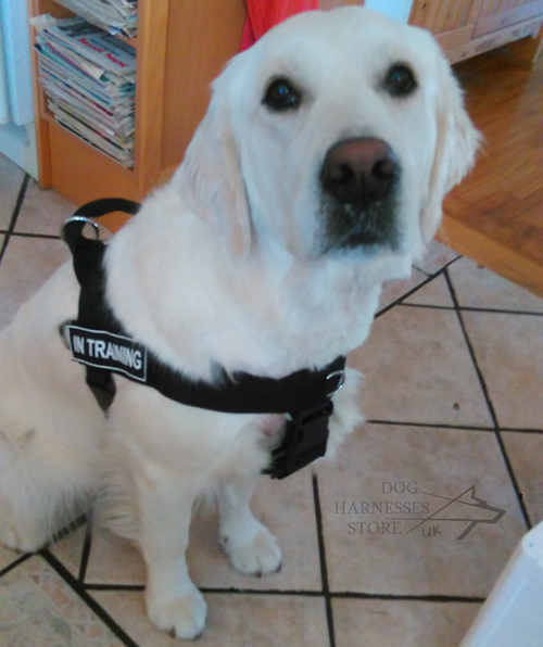 Nylon Dog Harness