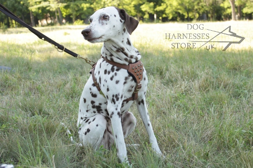 Leather Dog Harness