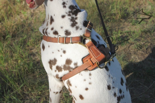 Small Dog Harness