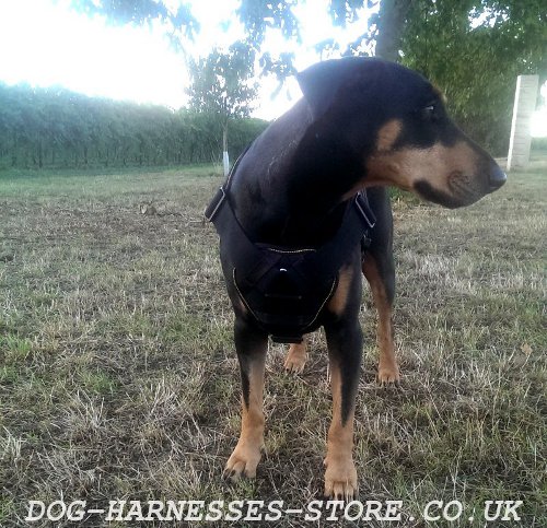 Doberman Bull Terrier Cross