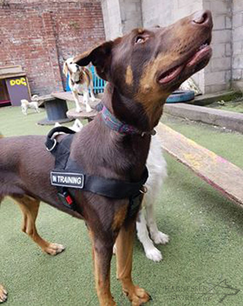 Doberman Dog Harness