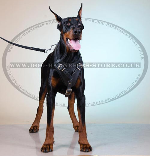 Doberman Harness