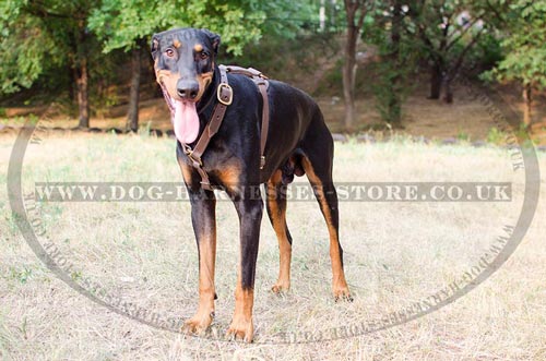 Doberman Harness UK