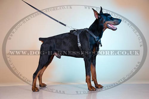 Doberman Harness UK