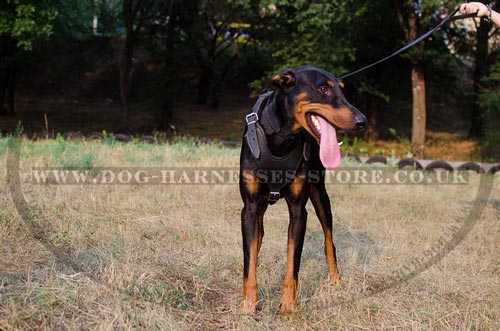 Doberman Harness