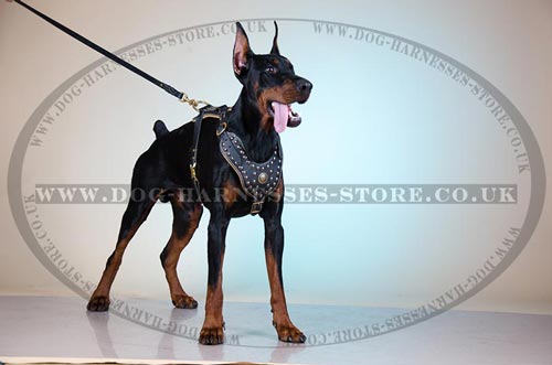 Doberman Leather Harness