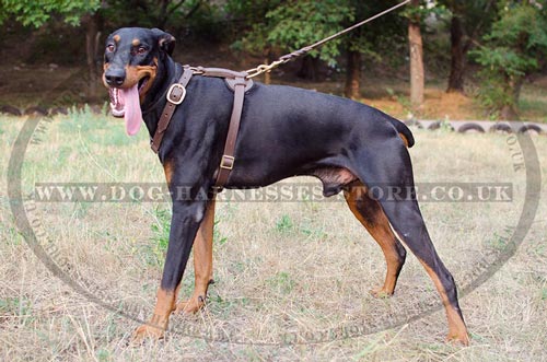 Doberman Leather Harness