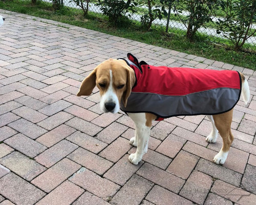 Dog Coat for a Beagle