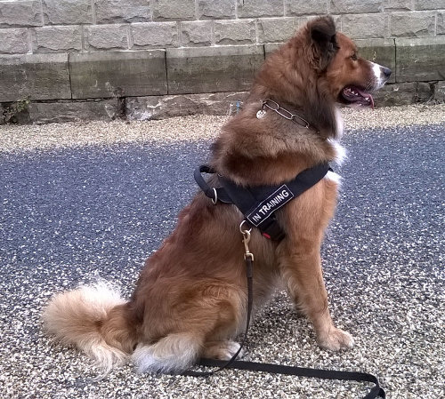 Dog Harness for a Collie