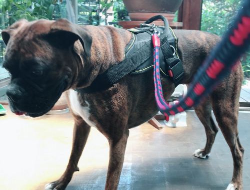 Dog Harness for Boxer