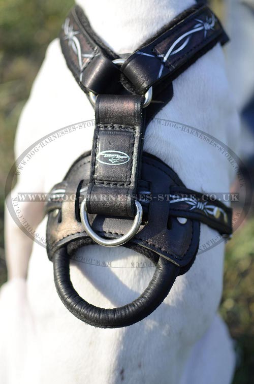 Dog Harness for English Pointer UK Designer