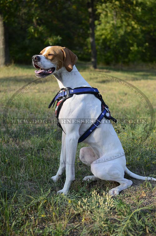 Dog Harness for English Pointer UK