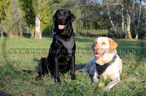 Dog Harness for Labrador