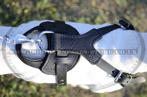 Dog Harness for Pointers