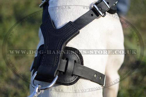 Dog Harness for Pointers