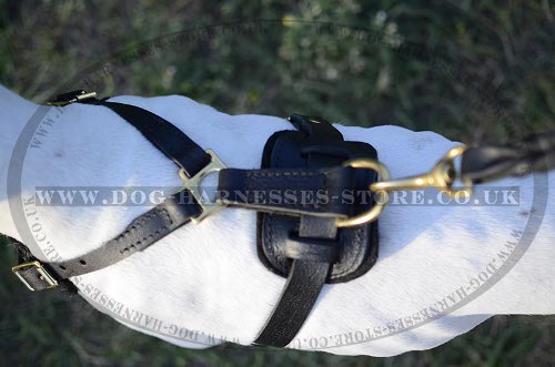 Dog Harness for Pointers