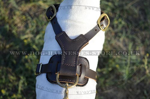 Dog Harness for Pointers