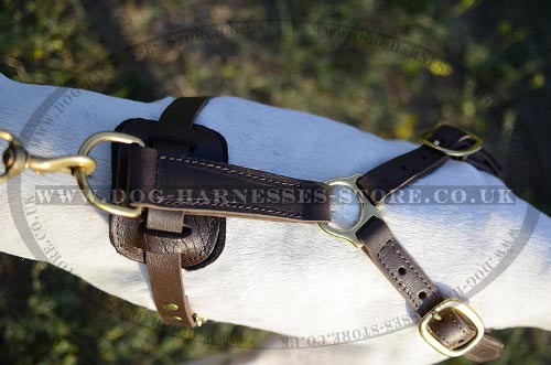 Dog Harness for Pointers