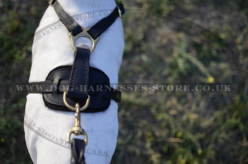 Dog Harness for Pointers