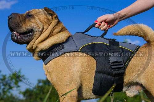 Dog Harness for Shar-Pei