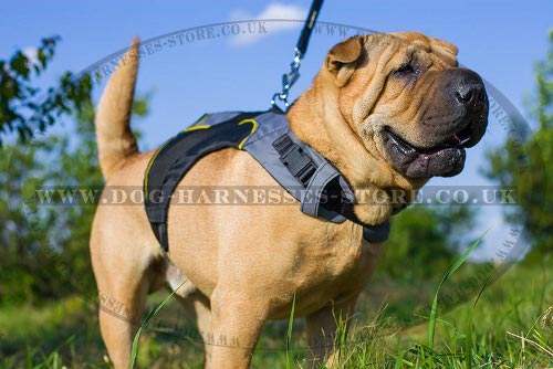 Dog Harness for Shar-Pei UK