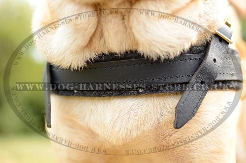 Dog Harness for Shar-Pei UK