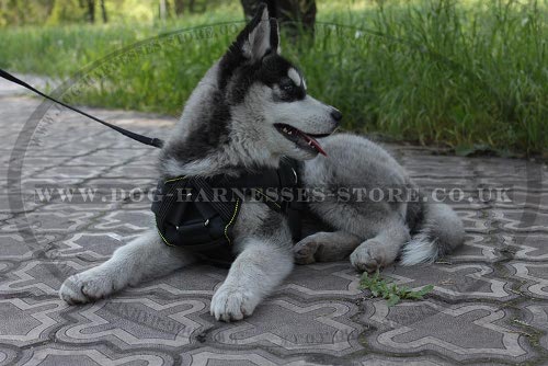 Dog Harness for Siberian Husky